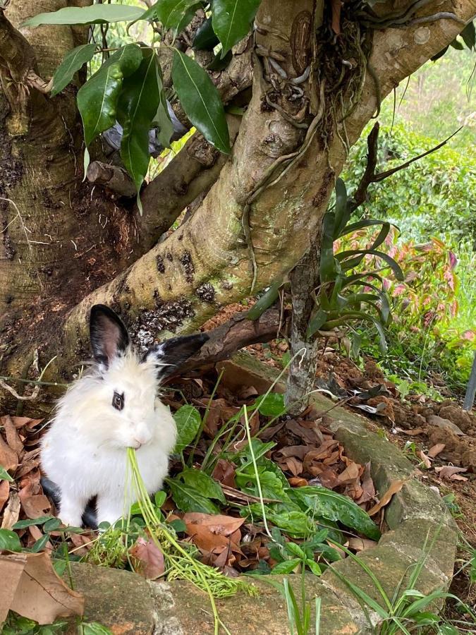 Hospedagem Recanto Das Orquideas Quatis Bagian luar foto